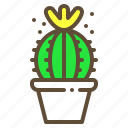 cactus, plant, pot, succulent
