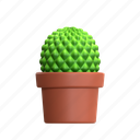 cactus, mini cactus, cactus plant, desert plant, house plant, decorative plant, green plant, cactus bloom, flora 
