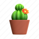 cactus, mini cactus, cactus plant, desert plant, house plant, decorative plant, green plant, cactus bloom, flora