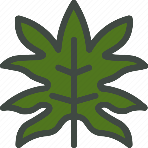 Aralia, leaf, nature, ecology, botany, biology icon - Download on Iconfinder