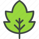 ashleaf, maple, leaf, nature, ecology, botany, biology 