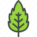 linden, leaf, nature, ecology, botany, biology 