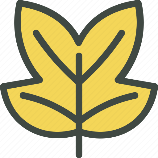 Tulipifera, leaf, nature, ecology, botany, biology icon - Download on Iconfinder