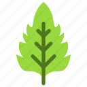 basil, leaf, nature, ecology, botany, biology