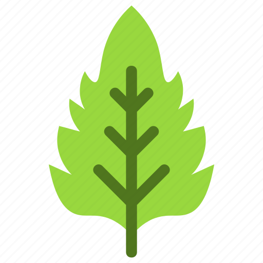 Basil, leaf, nature, ecology, botany, biology icon - Download on Iconfinder