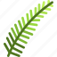 fern, frond, leaf, nature, ecology, botany, biology 