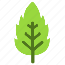 linden, leaf, nature, ecology, botany, biology