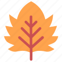 maple, leaf, nature, ecology, botany, biology, autumn 