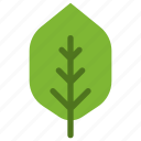 quince, leaf, nature, ecology, botany, biology 