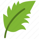 redhaw, wathorn, hawthorn, leaf, nature, ecology, botany 
