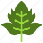 viburnum, leaf, nature, ecology, botany, biology 