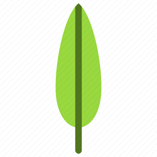 Willow, leaf, nature, ecology, botany, biology icon - Download on Iconfinder