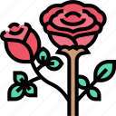 rose, flower, blossom, romantic, love
