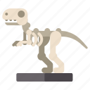 dinosaur, museum, skeleton, t rex