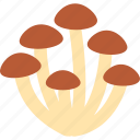 agaric, mushroom, fungi, fungus, mushrooms, forest, edible mushroom
