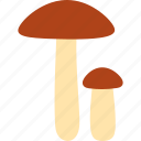 mushroom, mushrooms, fungi, edible mushroom, forest, boletus, birch bolete