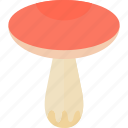 agaric, fly, forest, mushrooms
