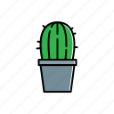 cactus, nature, pot, green