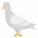 pigeon, bird, animal, dove, nature