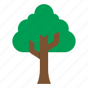 tree, nature, plant, wood, forest