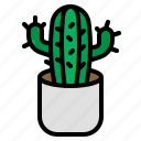 cactus, plant, pot, gardening, nature