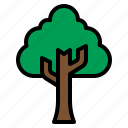 tree, nature, plant, wood, forest