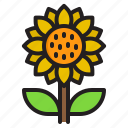 sunflower, floral, garden, agriculture, plant