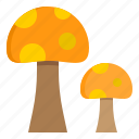 mushroom, food, forest, vegetable, fungi