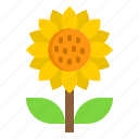 sunflower, floral, garden, agriculture, plant