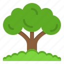tree, nature, plant, forest, ecology