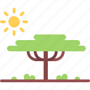 tree, sun, savannah, nature, landscape