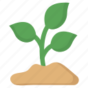 plant, plant growth, agriculture, leaf, nature, crop 