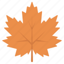 leaf, maple, maple leaf, autumn, ecology 