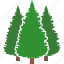 conifer, evergreen, forest, jungle, pine, tree, trees 