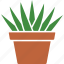 aloe, aristata, houseplant, plant, potted, succulent, succulents 