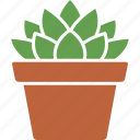 cooperi, haworthia, houseplant, plant, potted, succulent, succulents 