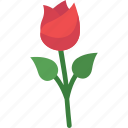 date, flower, gift, love, rose