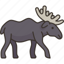 moose, elk, animal, wildlife, forest