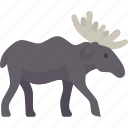 moose, elk, animal, wildlife, forest