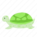 turtle, sea turtle, tortoise, zoo, shell, reptile, chelonioidea, sea, animal
