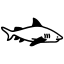 bull, shark, predatory, carnivore, fishing, conservation 