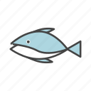 bluefin, tuna, fish