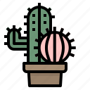botanical, cactus, dessert, dry, plant 