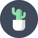 cactus, decoration, flower, growth, nature, office, plant