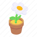 indoor plant, potted plant, decorative plant, plant pot, potted daisy 