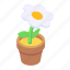 indoor plant, potted plant, decorative plant, plant pot, potted daisy 