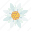 austria, bavaria, edelweiss, flower, spring, garden, blossom 