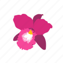 flower, orchid, pink, purple
