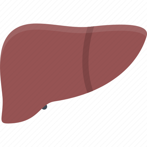 Clinic, doctor, hospital, liver, treatment icon - Download on Iconfinder