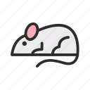 mouse, pet, shop